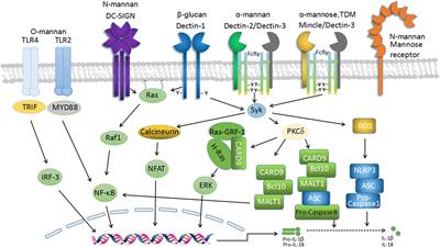 Regulation of C-Type Lectin Receptor-Mediated Antifungal Immunity